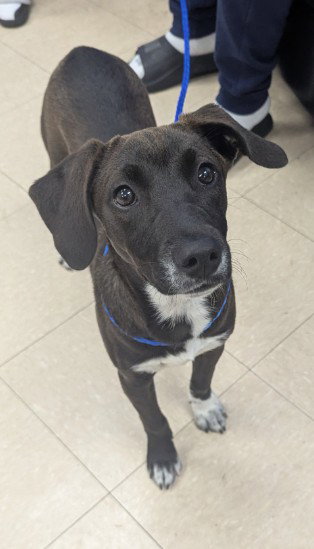 BOOTS, an adoptable Labrador Retriever in Killeen, TX