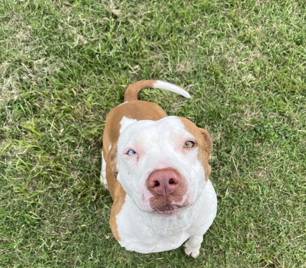 MARMALADE