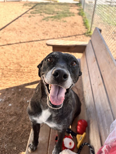OREO, an adoptable Labrador Retriever in Killeen, TX