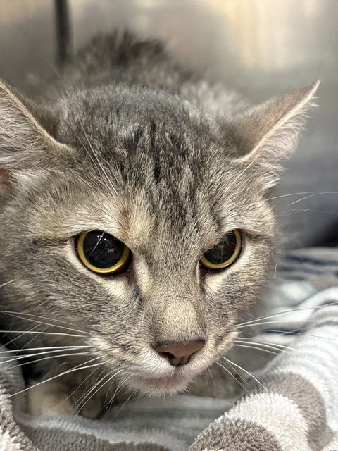 CALLIE, an adoptable Domestic Short Hair in Killeen, TX