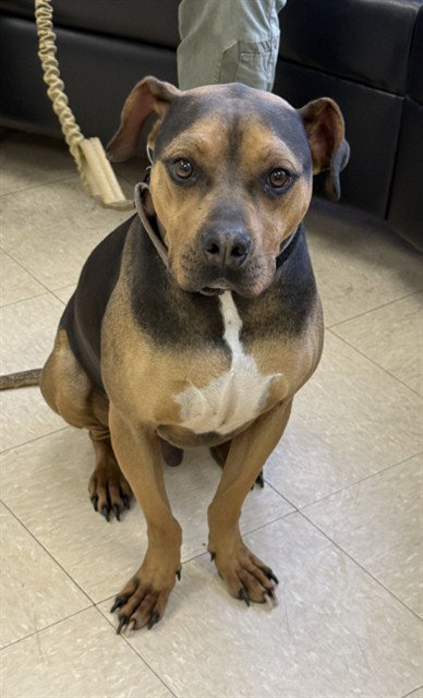 DOG