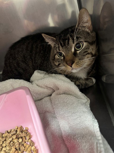 BUBBA, an adoptable Domestic Short Hair in Killeen, TX