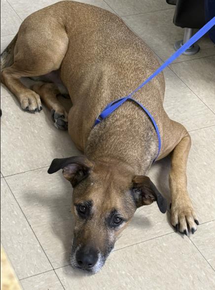 ROCKY, an adoptable German Shepherd Dog in Killeen, TX