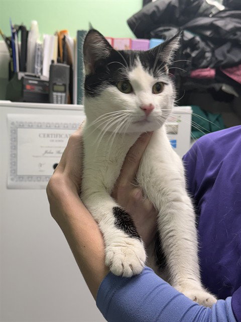 PESTO, an adoptable Domestic Short Hair in Killeen, TX