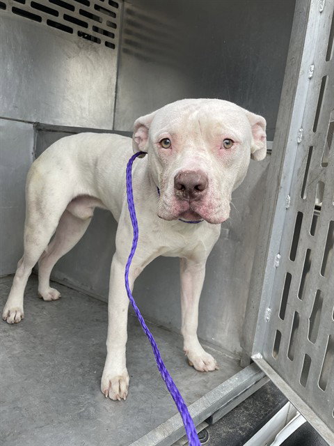 MARCUS, an adoptable Pit Bull Terrier in Killeen, TX