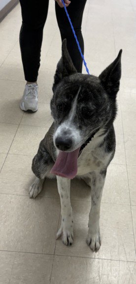 BRUNO, an adoptable Akita in Killeen, TX