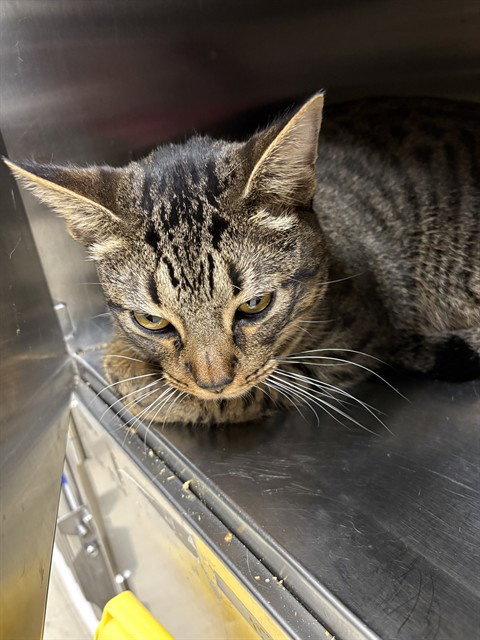 PAPA DOC, an adoptable Domestic Short Hair in Killeen, TX