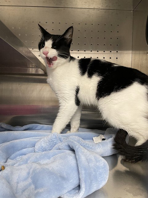 LAZLO, an adoptable Domestic Short Hair in Killeen, TX