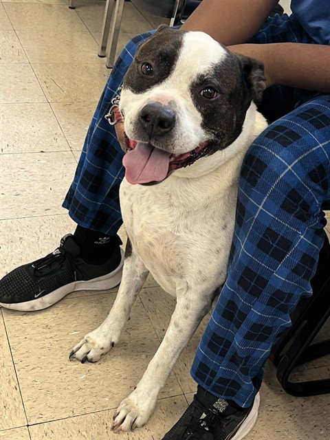 BUFORD, an adoptable Pit Bull Terrier in Killeen, TX