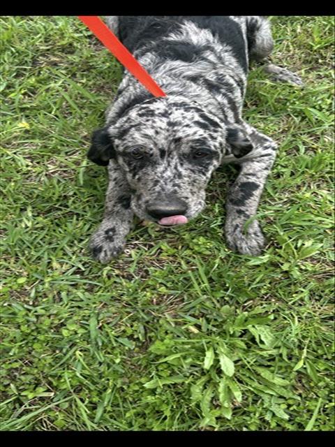 RORY, an adoptable Catahoula Leopard Dog in Killeen, TX