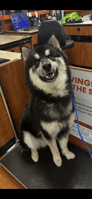 KUJO, an adoptable Siberian Husky in Killeen, TX