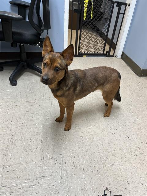 KIT, an adoptable German Shepherd Dog in Killeen, TX
