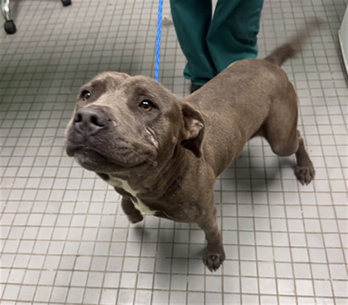 JAKE, an adoptable Pit Bull Terrier in Killeen, TX