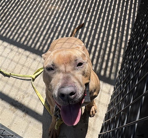 STRAY WAIT, an adoptable Pit Bull Terrier in Killeen, TX