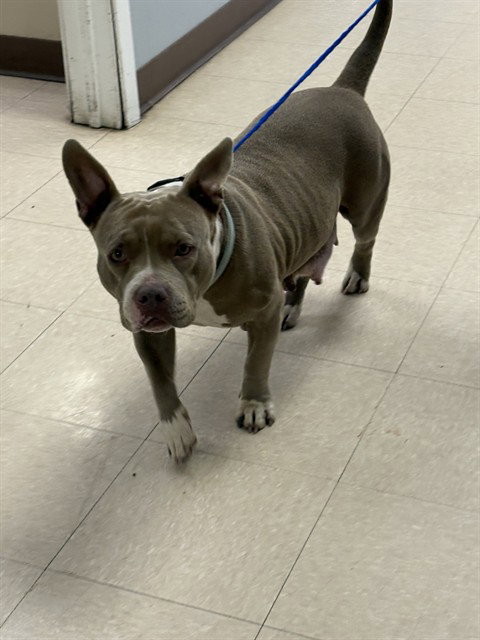 BELLA, an adoptable Pit Bull Terrier in Killeen, TX