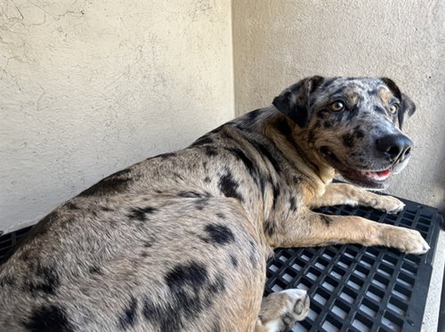 LUCY, an adoptable Catahoula Leopard Dog in Killeen, TX