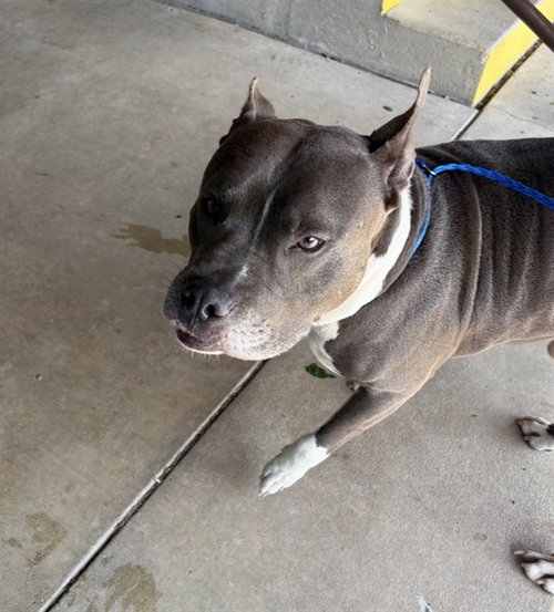 KING, an adoptable American Pit Bull Terrier in Killeen, TX