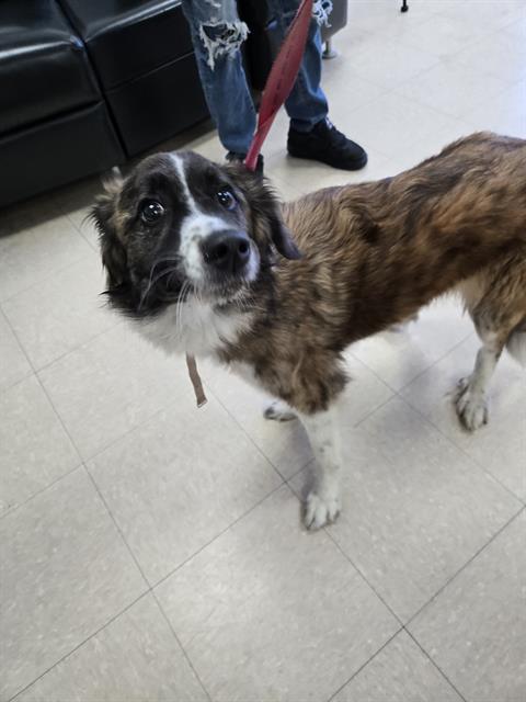 HIBISCUS, an adoptable Collie in Killeen, TX