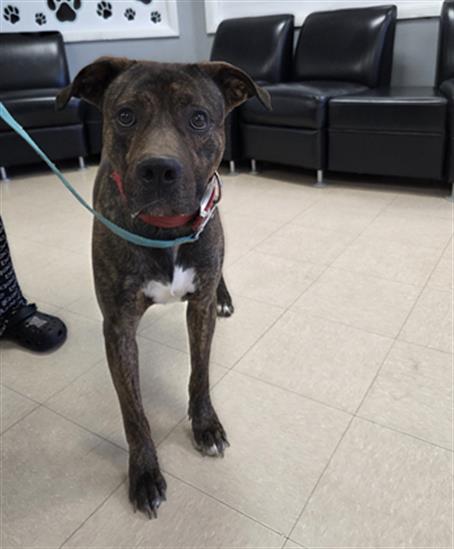 COCOA PEBBLES, an adoptable Pit Bull Terrier in Killeen, TX