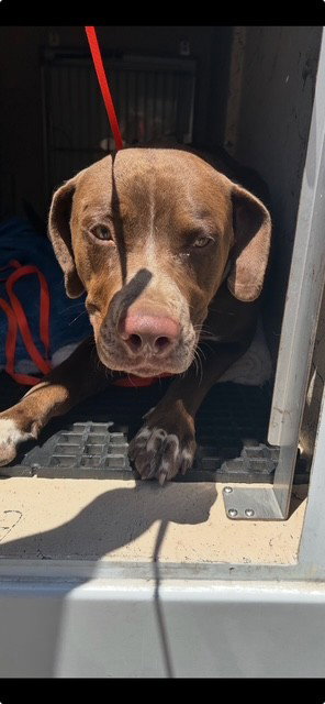 CHARLIE, an adoptable Pit Bull Terrier in Killeen, TX