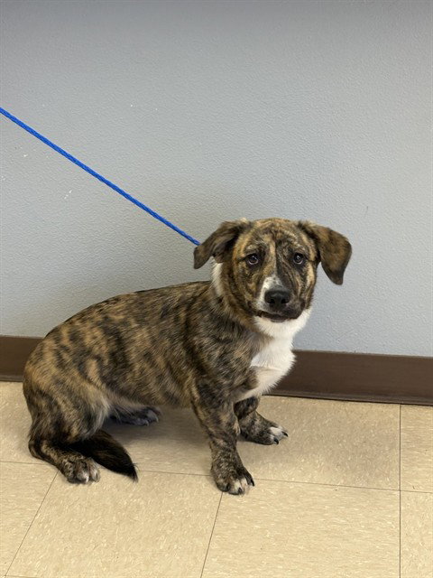MARIO, an adoptable Cardigan Welsh Corgi in Killeen, TX