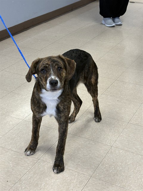 LILY, an adoptable Plott Hound in Killeen, TX