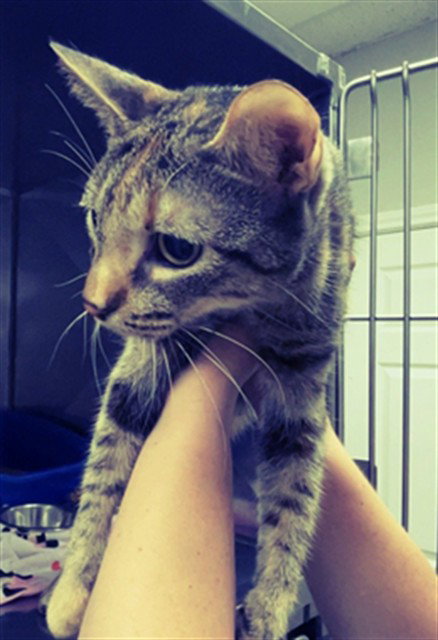 SMUDGE