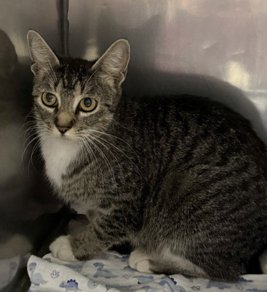 TATER TOT