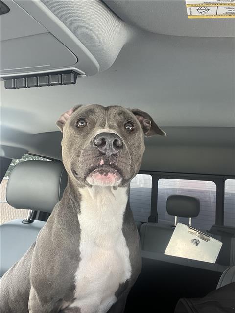 LILA