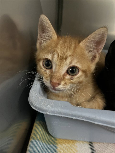 TIM DRAKE, Baby Domestic Short Hair (medium coat), cat for adoption in Cedar Park, Texas