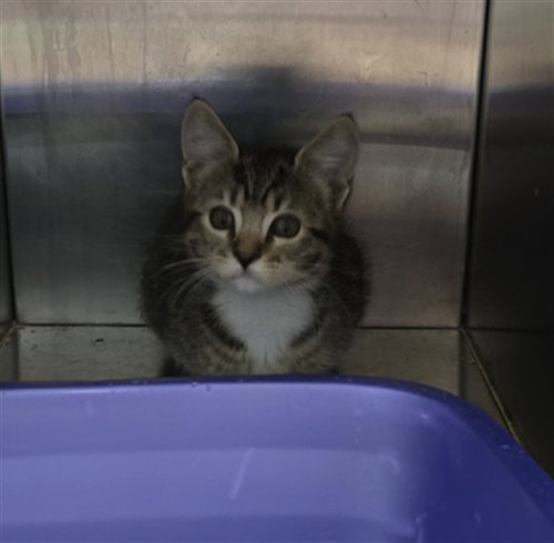 COOKIE, Baby Domestic Short Hair (medium coat), cat for adoption in Round Rock, Texas