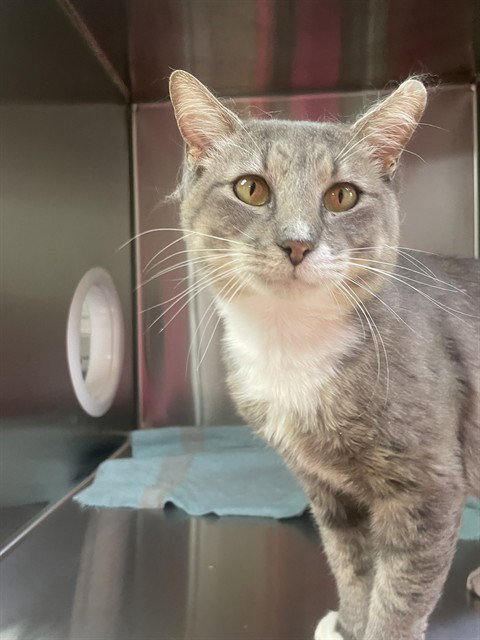 LYCHEE, Adult Domestic Short Hair (medium coat), cat for adoption in Round Rock, Texas