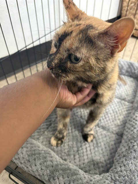 MEEKA, Senior American Shorthair (medium coat), cat for adoption in Pflugerville, Texas