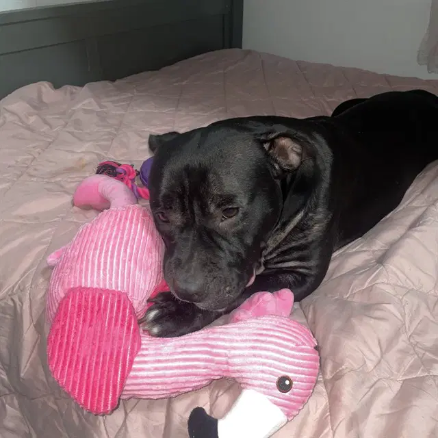 Tila - Pit Bull Terrier