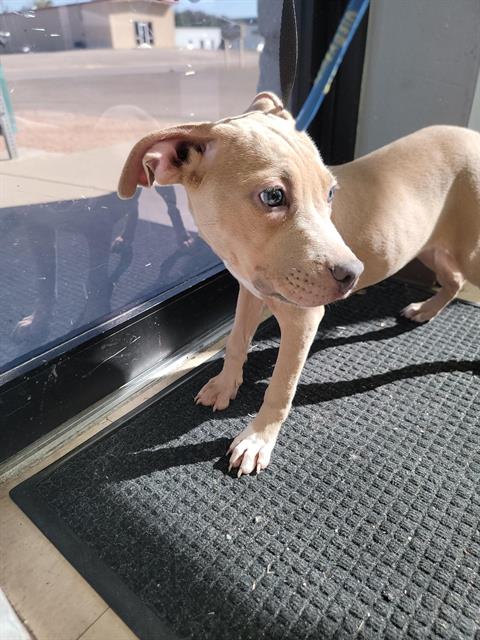 LOLA