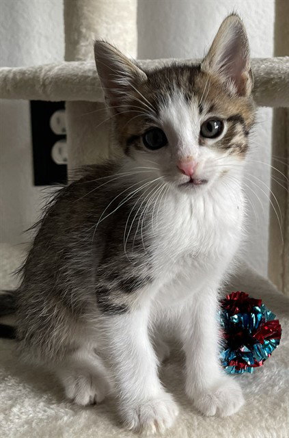 OLIVER