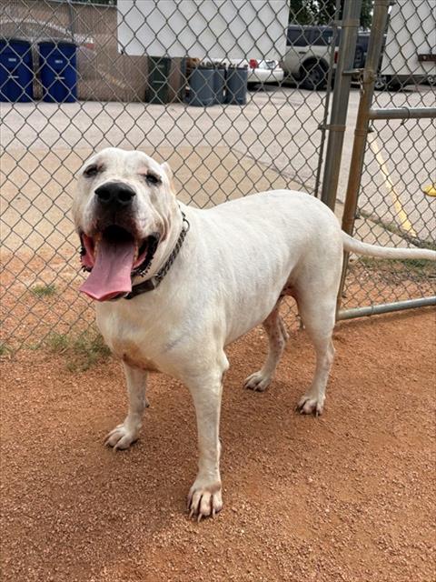 CEASER, an adoptable Cane Corso Mastiff in Killeen, TX