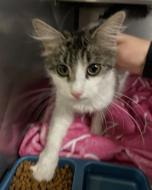 STORMFLY, Young Domestic Long Hair (medium coat), cat for adoption in Round Rock, Texas