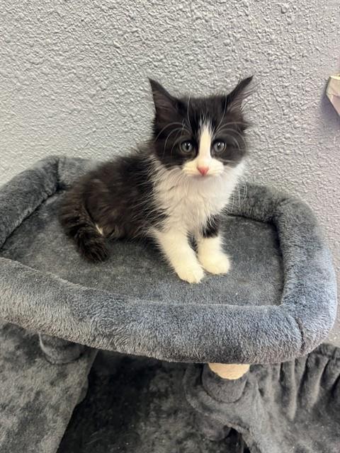 WINDSHEAR, Baby Domestic Short Hair (medium coat), cat for adoption in Round Rock, Texas