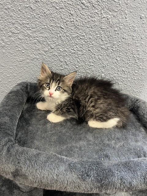 MEATLUG, Baby Domestic Short Hair (medium coat), cat for adoption in Round Rock, Texas