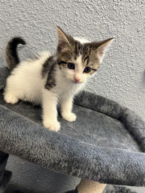 TOOTHLESS, Baby Domestic Short Hair (medium coat), cat for adoption in Round Rock, Texas