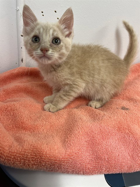 WRIGGLY, Baby Domestic Short Hair (medium coat), cat for adoption in Round Rock, Texas