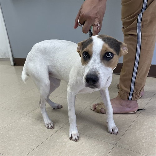 KASH, an adoptable Catahoula Leopard Dog in Killeen, TX