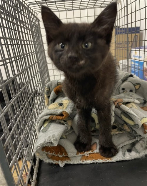 JAMIROQUAI, an adoptable Domestic Short Hair in Killeen, TX