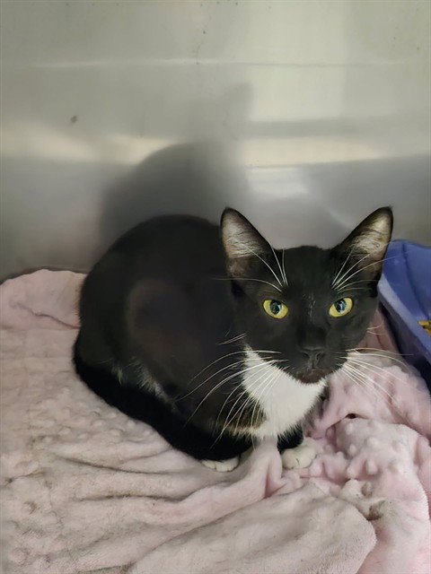 ZIG-ZAG, an adoptable Domestic Short Hair in Killeen, TX