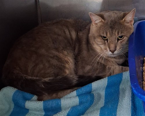 SHREK, an adoptable Domestic Short Hair in Killeen, TX