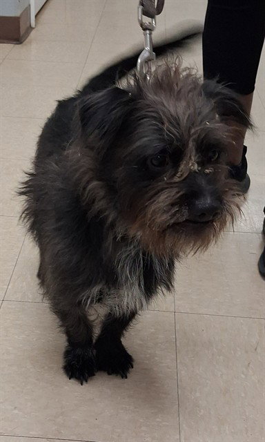 BLUE, an adoptable Miniature Schnauzer in Killeen, TX