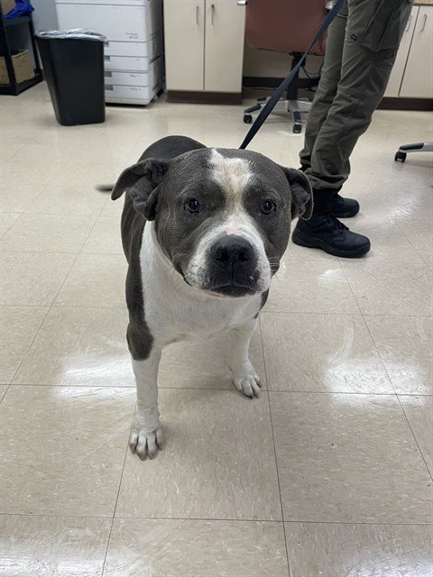MADELEINE, an adoptable Pit Bull Terrier in Killeen, TX