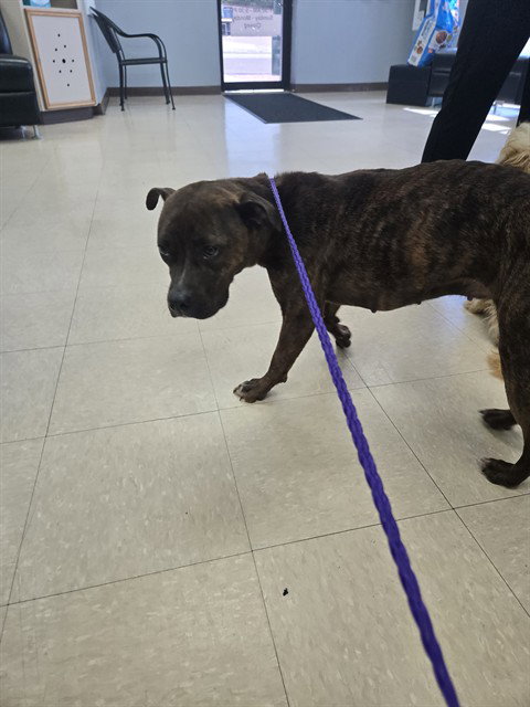 MARIE ANTOINETTE, an adoptable Staffordshire Bull Terrier in Killeen, TX