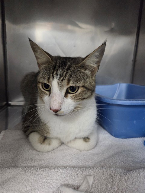 Houston